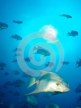 Atlantic spade fish underwater Pedra da Risca do Meio photo