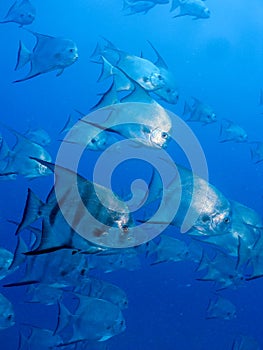 Atlantic spade fish underwater Pedra da Risca do Meio photo