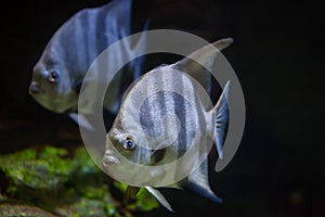 Atlantic spadefish (Chaetodipterus faber). photo