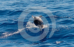 An Atlantic spotted dolphin doing a flip and jumping out the sea water