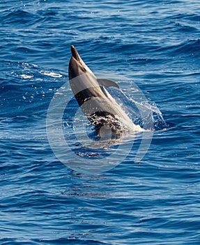 An Atlantic spotted dolphin doing a flip and jumping out the sea water