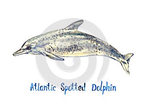 Atlantic spotted dolphin, isolated on white background