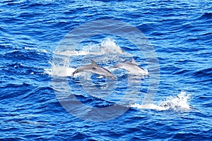 Atlantic Spotted Dolphins