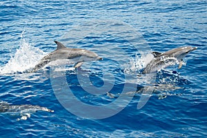 Atlantic spotted dolphins