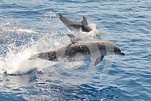 Atlantic spotted dolphins