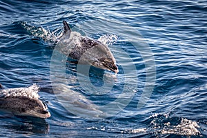 Atlantic spotted dolphins, Stenella frontalis, in the Atlantic ocean near Gran Canaria.