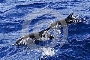 Atlantic Spotted Dolphins surfacing