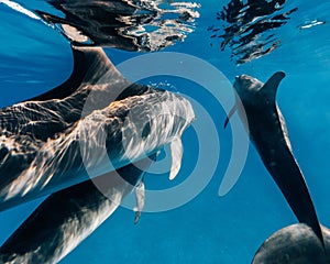 Atlantic spotted dolphins swimming in the blue ocean in the Bahamas