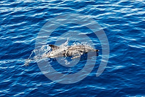 Atlantic striped dolphins near the Azores Island. Dolphin in the ocean waves