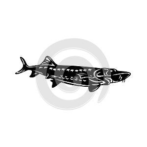 Atlantic Sturgeon Acipenser Oxyrinchus Oxyrinchus Swimming Down Retro Woodcut Black and White