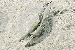 Atlantic Tarpon