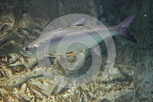 Atlantic tarpon