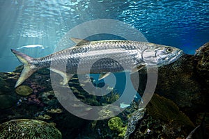 Atlantic tarpon