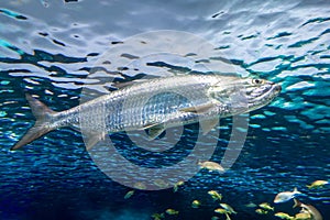 Atlantic tarpon