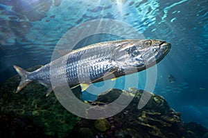 Atlantic tarpon