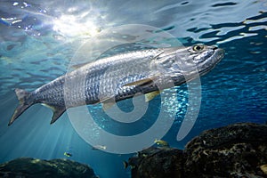 Atlantic tarpon