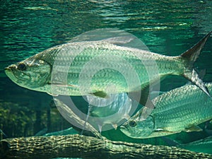 Atlantic tarpon fish also known as the silver king, swimming in fish tank aquarium. it is a ray-finned fish