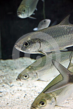 Atlantic tarpon Fish in Aquarium.