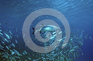 Atlantic tarpon,Megalops atlanticus