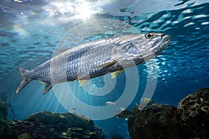 Atlantic tarpon