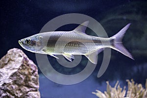 Atlantic Tarpon (Megalops cyprinoides)