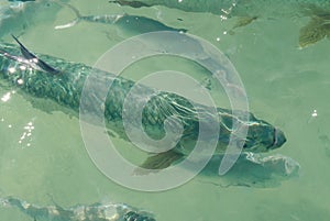 Atlantic Tarpon