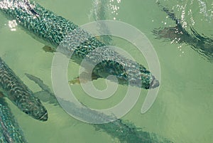 Atlantic Tarpon