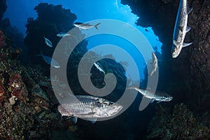 Atlantic Tarpon in Underwater Grotto