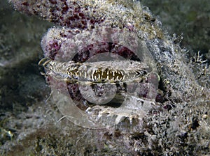 An Atlantic Thorny Oyster (Spondylus americanus) in Florida