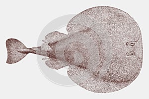 Atlantic torpedo ray, a nocturnal fish in top view