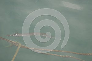 Atlantic trumpetfish camouflaging with ropes