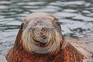 Atlantic walrus