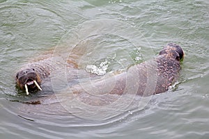 Atlantic walrus in the Barents sea