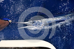 Atlantic white marlin big game sport fishing