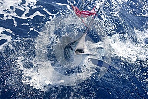 Atlantic white marlin big game sportfishing