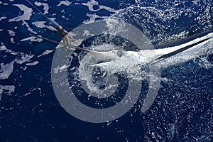 Atlantic white marlin big game sportfishing
