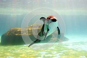 Atlantic white-sided dolphin come to say hello to you 2