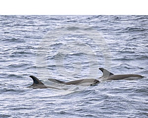 Atlantic White-Sided Dolphins