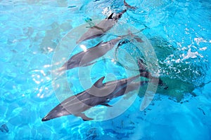 Atlantic white-sided dolphins swimming