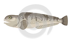 Atlantic wolffish, catfish on white background, seafood