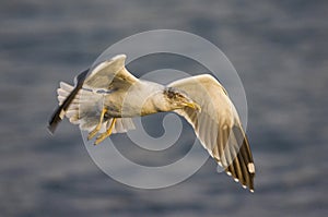 Atlantic Yellow-legged Gull, Atlantische Geelpootmeeuw, Larus mi photo