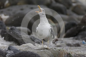 Atlantic Yellow-legged Gull, Atlantische Geelpootmeeuw, Larus mi photo