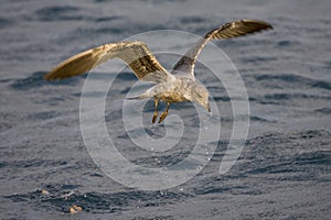 Atlantic Yellow-legged Gull, Atlantische Geelpootmeeuw, Larus mi photo