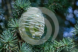 Atlantica branch Cedrus on blurred background