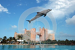 Atlantis Dolphin Cay Experience