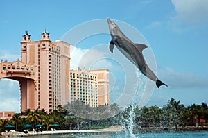 Atlantis Dolphin Cay Experience photo