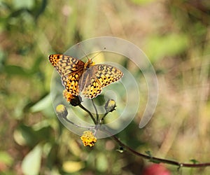 Atlantis Fritillary Butterfly in spotted orange