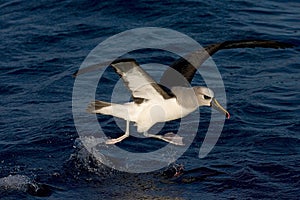 Atlantische Geelsnavelalbatros, Atlantic Yellow-nosed Albatross,Thalassarche chlororhynchos photo