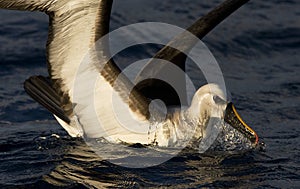 Atlantische Geelsnavelalbatros, Atlantic Yellow-nosed Albatross photo