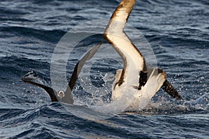 Atlantische Geelsnavelalbatros, Atlantic Yellow-nosed Albatross, Thalassarche chlororhynchos